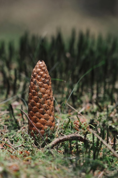 Photo close-up of fresh plants on field