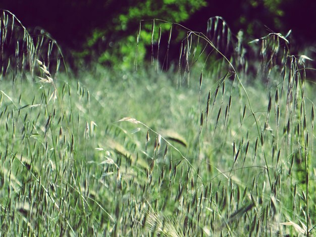 Photo close-up of fresh plants on field