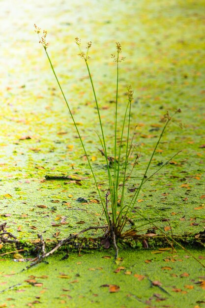 Close-up of fresh plants in water