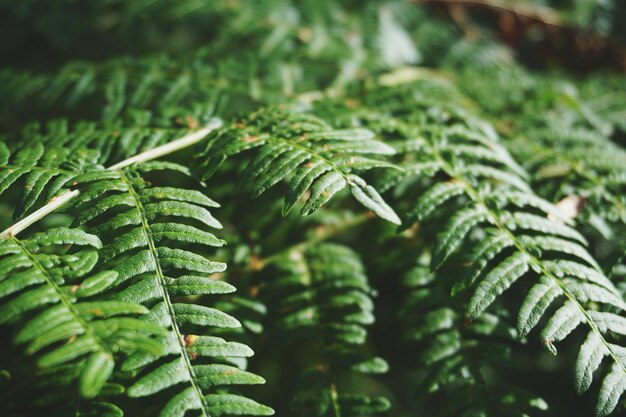 新鮮な植物のクローズアップ