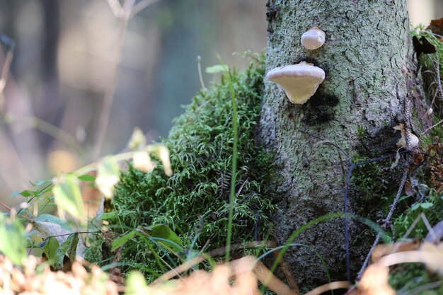 Foto prossimo piano di piante fresche