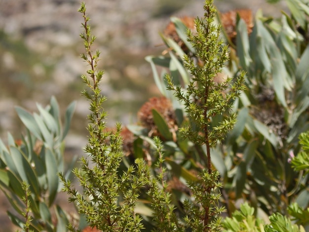 Photo close-up of fresh plants