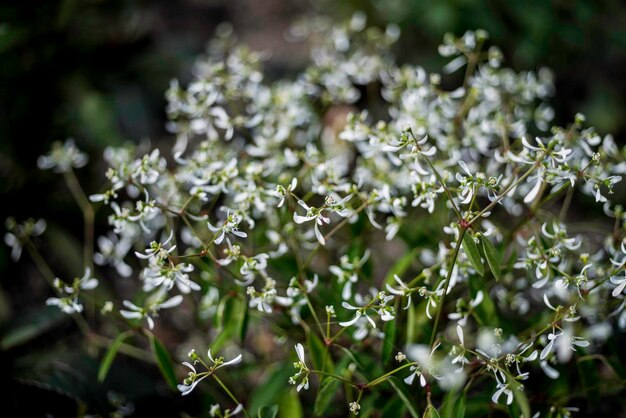 新鮮な植物のクローズアップ