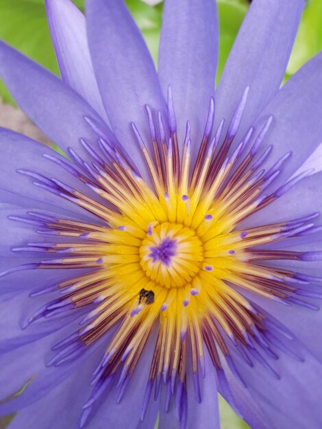 Close-up of fresh purple flower blooming outdoors