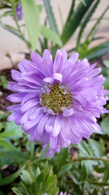 Close-up of fresh purple flower