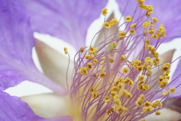 Close-up of fresh purple flowering plant