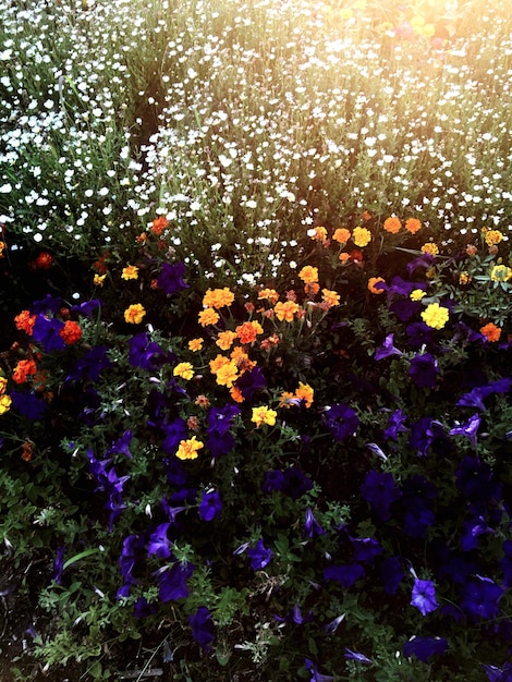 Photo close-up of fresh purple flowers blooming in field