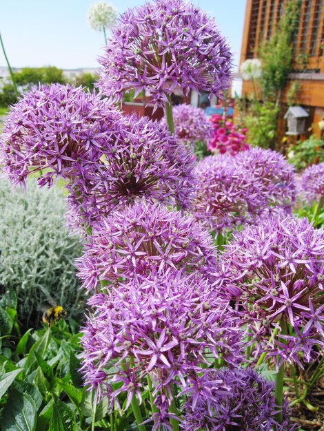 Close-up of fresh purple flowers blooming in garden