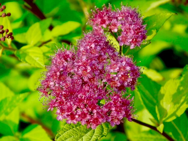 Close-up of fresh purple flowers blooming outdoors