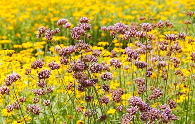 Close-up of fresh purple flowers in field