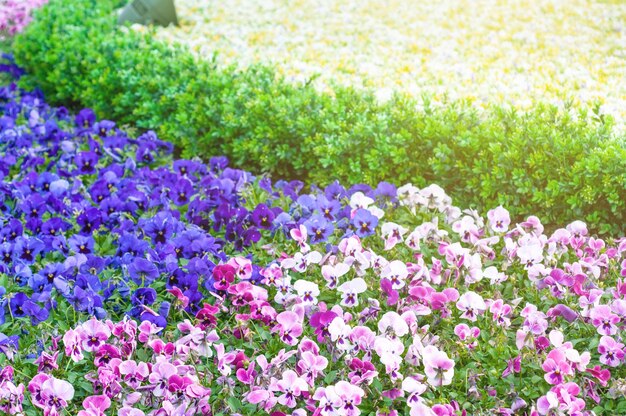 Close-up of fresh purple flowers in garden