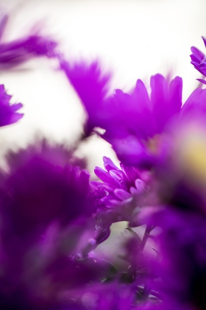 Close-up of fresh purple flowers