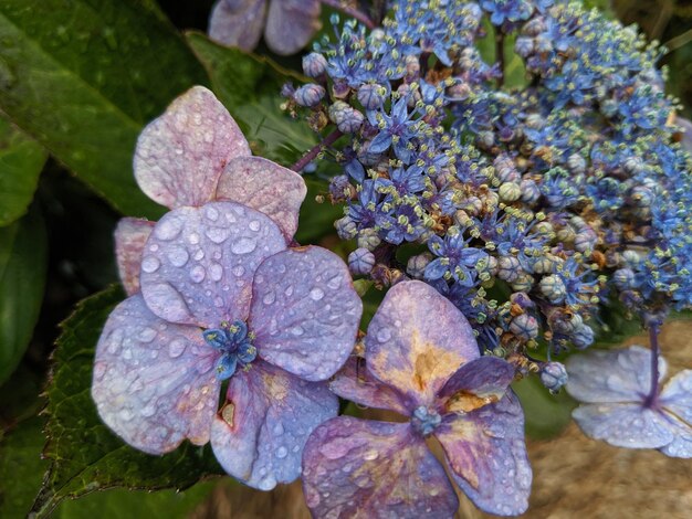 Photo close-up of fresh purple hydrangea flowers in rain