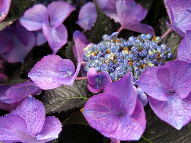 Close-up of fresh purple hydrangea flowers