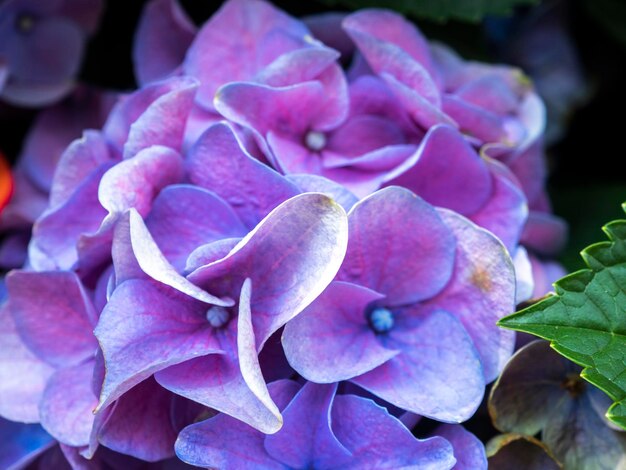 Close-up of fresh purple hydrangeas