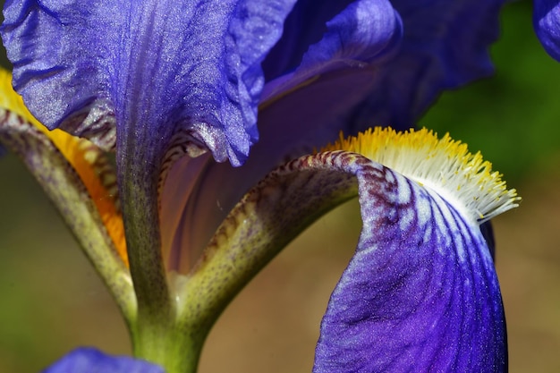 Foto prossimo piano di un giglio viola fresco in fiore all'aperto