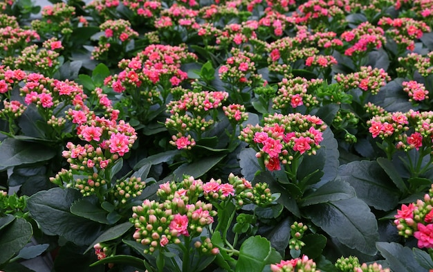 Close up fresh purple pink potted Kalanchoe flowers on retail display of flower shop