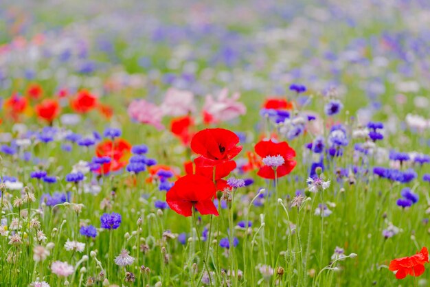 Close-up of fresh purple poppy flowers in field