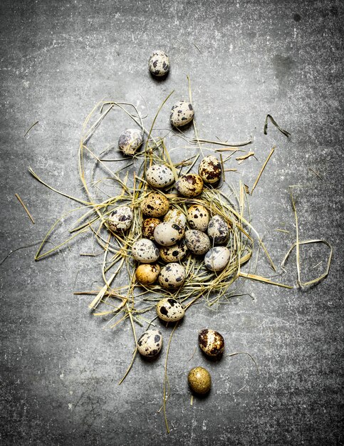 Close up on fresh quail eggs in the hay