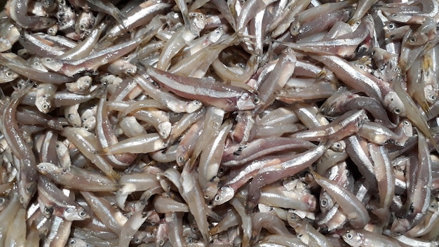 Close up of fresh raw anchovies sell in the market