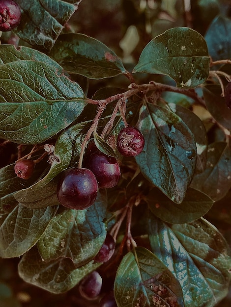 close up of fresh red berries on tree in garden