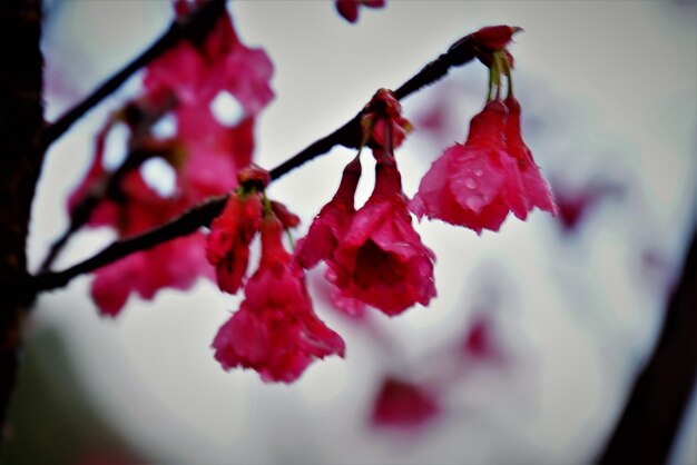 Close-up of fresh red flowers on tree