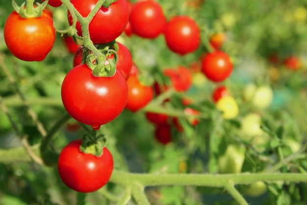 Закройте вверх свежих красных зрелых томатов, который выросли в саде с запачканным космосом предпосылки и экземпляра.