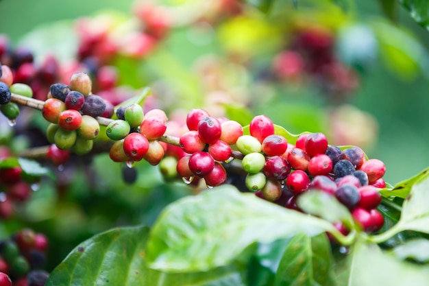 close up fresh Ripe coffee berries on tree 