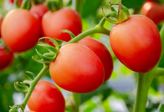 Крупный план свежих спелых красных виноградных томатов в органическом тепличном саду, готовых к сбору урожая