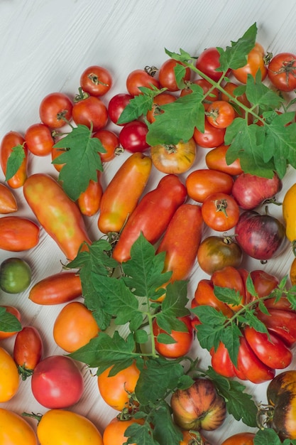 나무 테이블에 신선한 익은 토마토의 클로즈업 흰색 나무 표면에 토마토