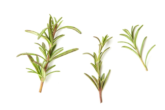 Photo close-up of fresh rosemary over white background