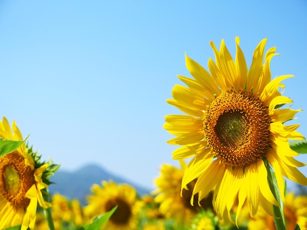 Close-up of fresh sunflower blooming against clear blue sky