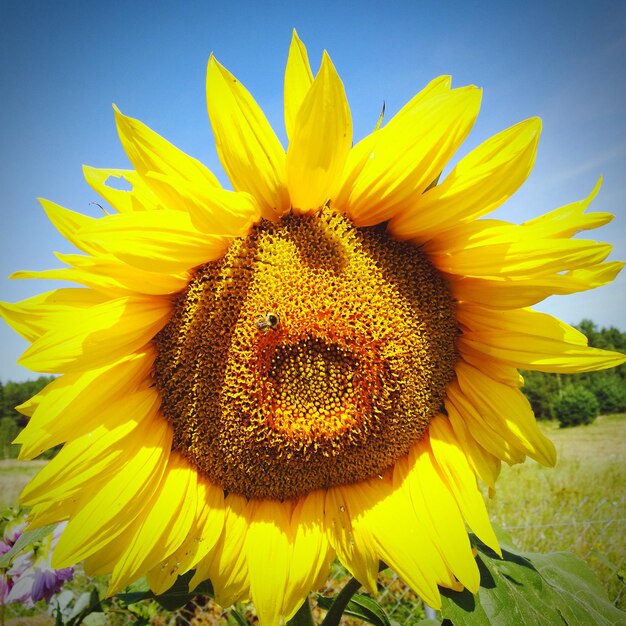 Close-up of fresh sunflower blooming against sky