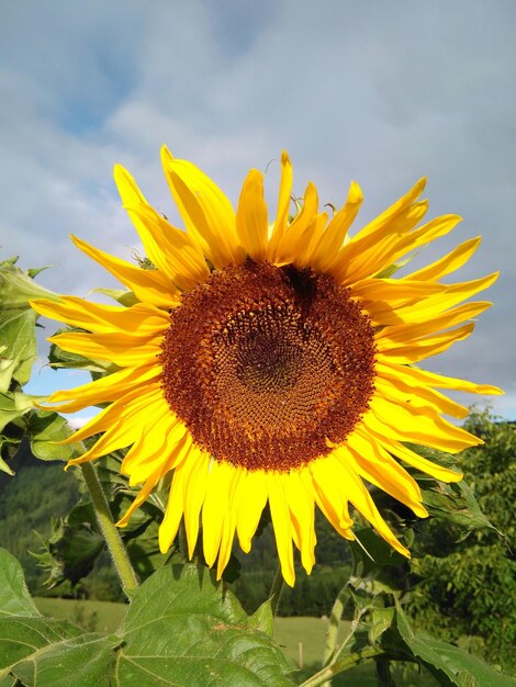 Close-up of fresh sunflower blooming on field against sky