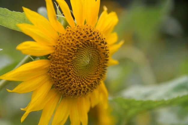 Close-up of fresh sunflower blooming outdoors