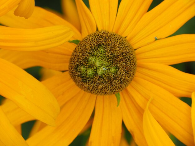 Close-up of fresh sunflower blooming outdoors