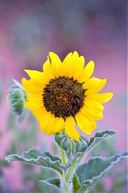 Close-up of fresh sunflower blooming outdoors