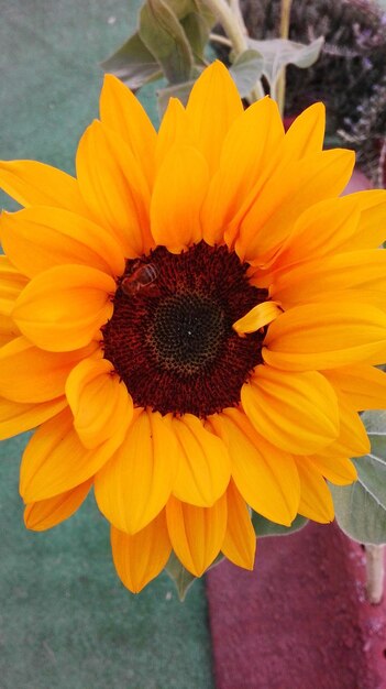 Close-up of fresh sunflower blooming outdoors