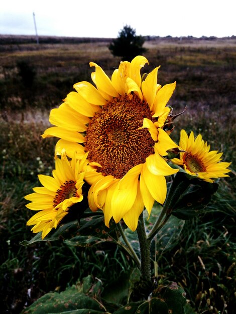 Close-up of fresh sunflowers blooming in field against sky