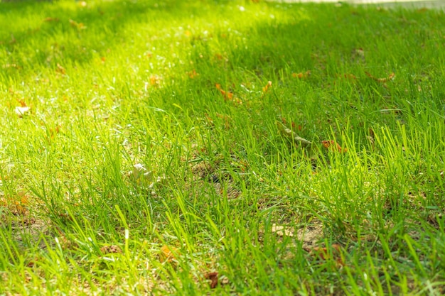 Close up of fresh thick grass with water drops in the early morning