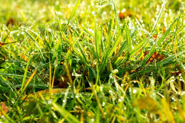 早朝の水滴と新鮮な厚い芝生のクローズアップ