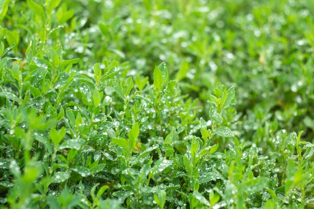 Photo close up of fresh thick grass with water drops in the early morning