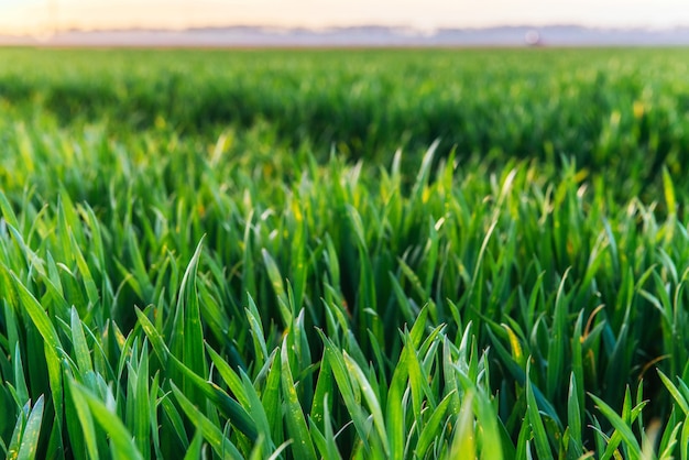 Close up of fresh thick grass