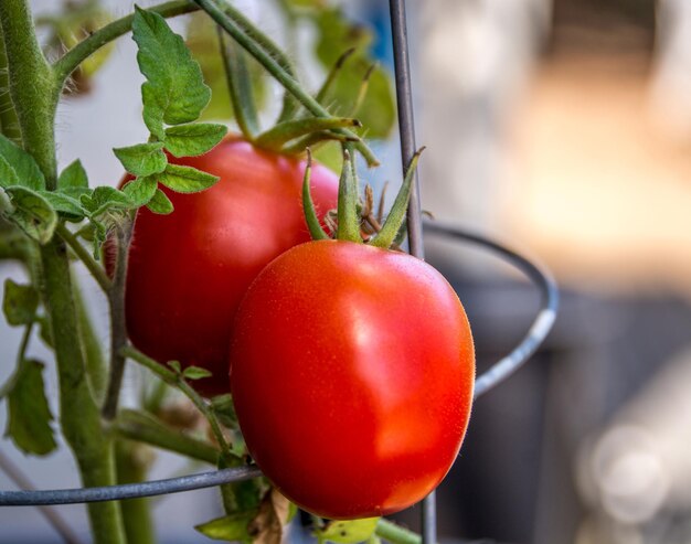 Close-up of fresh tomatoes