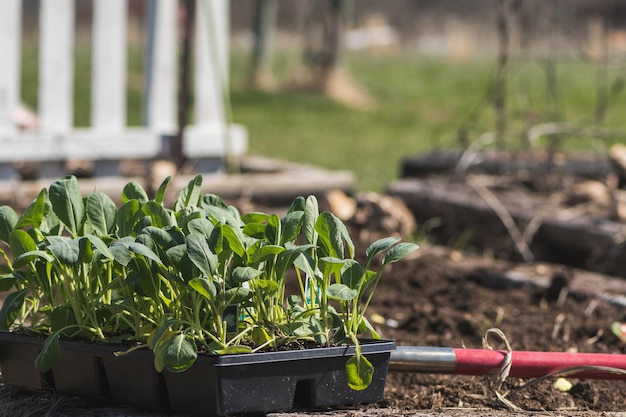 Photo close-up of fresh vegetables on field