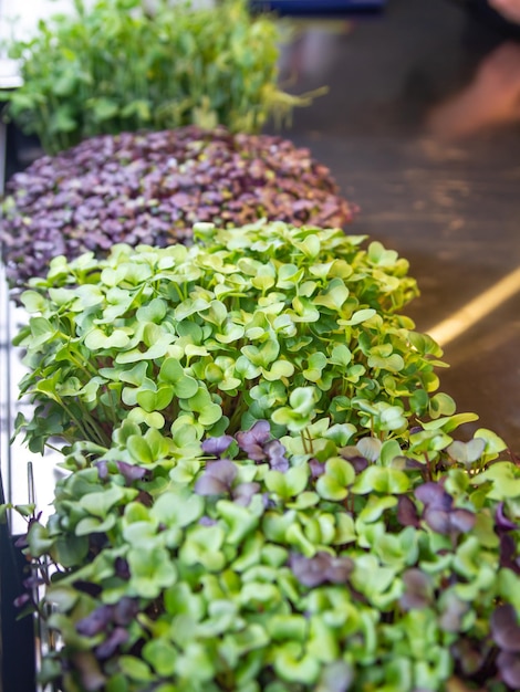 Foto prossimo piano di verdure fresche al mercato