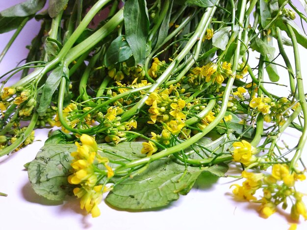 Close-up of fresh vegetables on plant