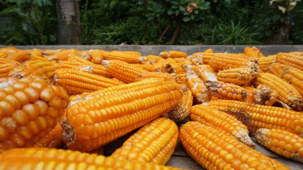 Close-up of fresh vegetables