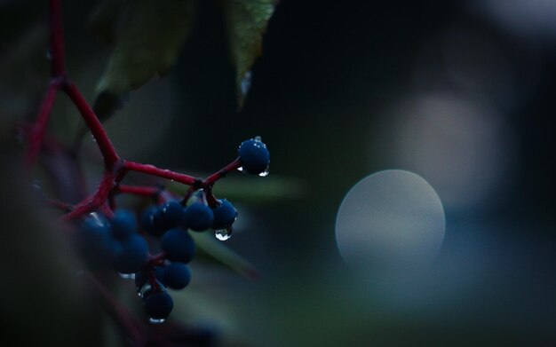 Close-up of fresh wet blueberry fruits on twig