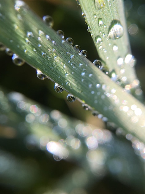 Photo close-up of fresh wet grass